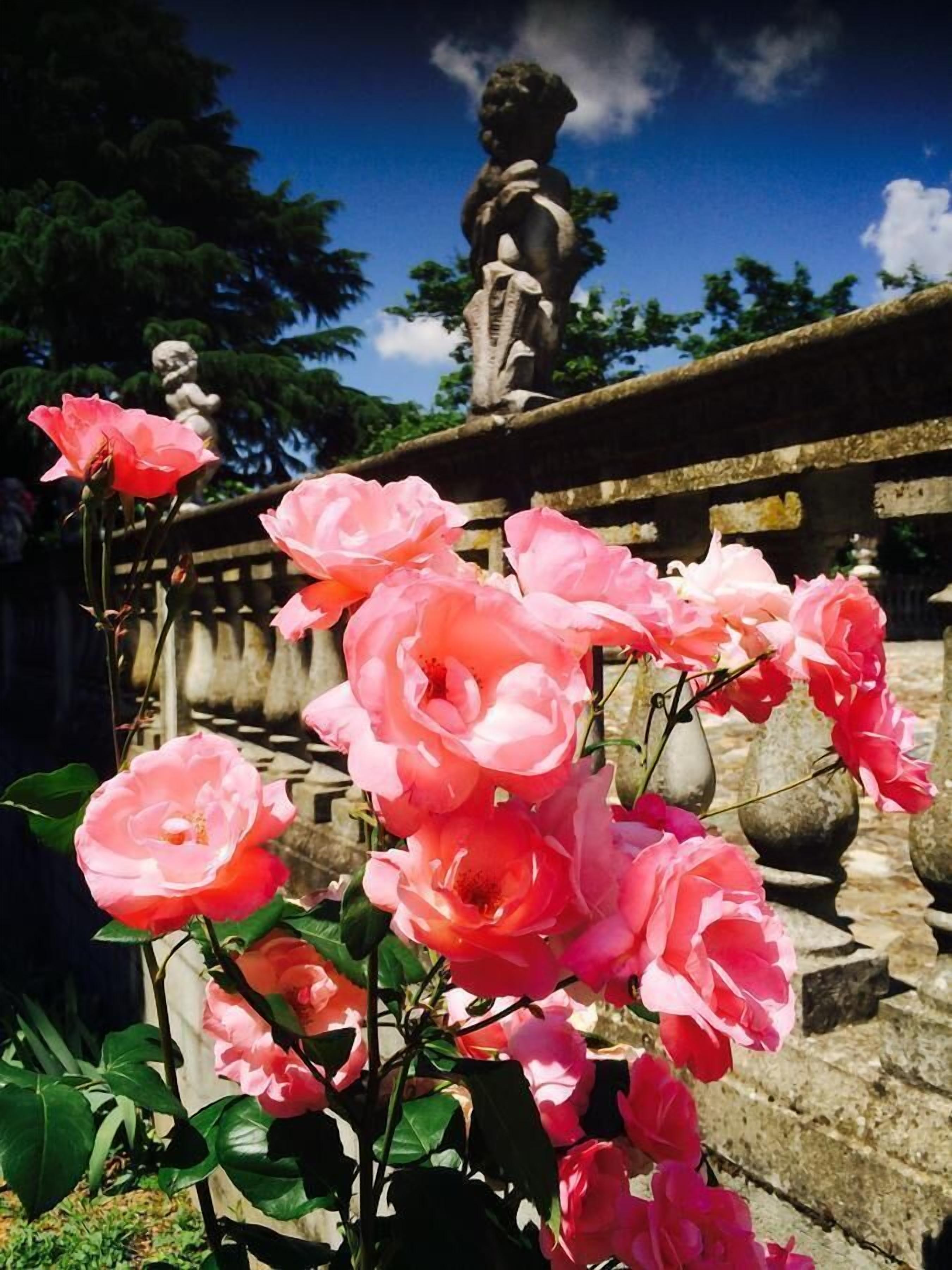 Un jardín con rosas rosadas y una estatua de piedra al fondo.