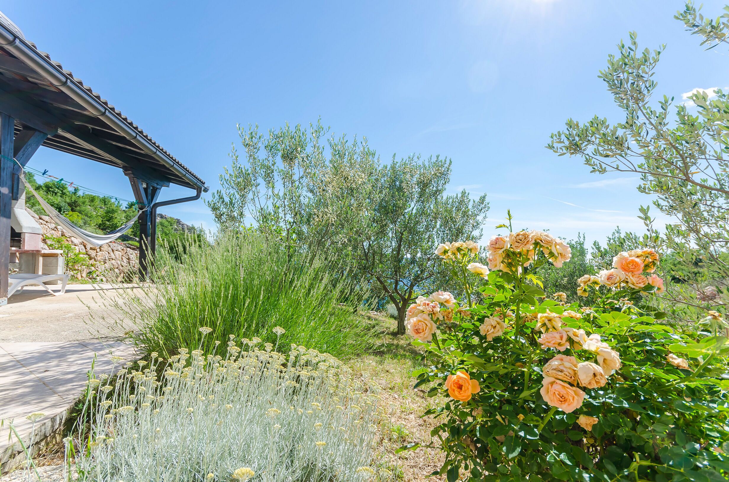 A garden with a pergola, a variety of plants, and blooming roses.