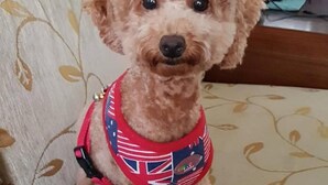 A small, curly-haired dog sitting on a patterned sofa with a red and white harness. - Leisure Homestay (Hualien City)