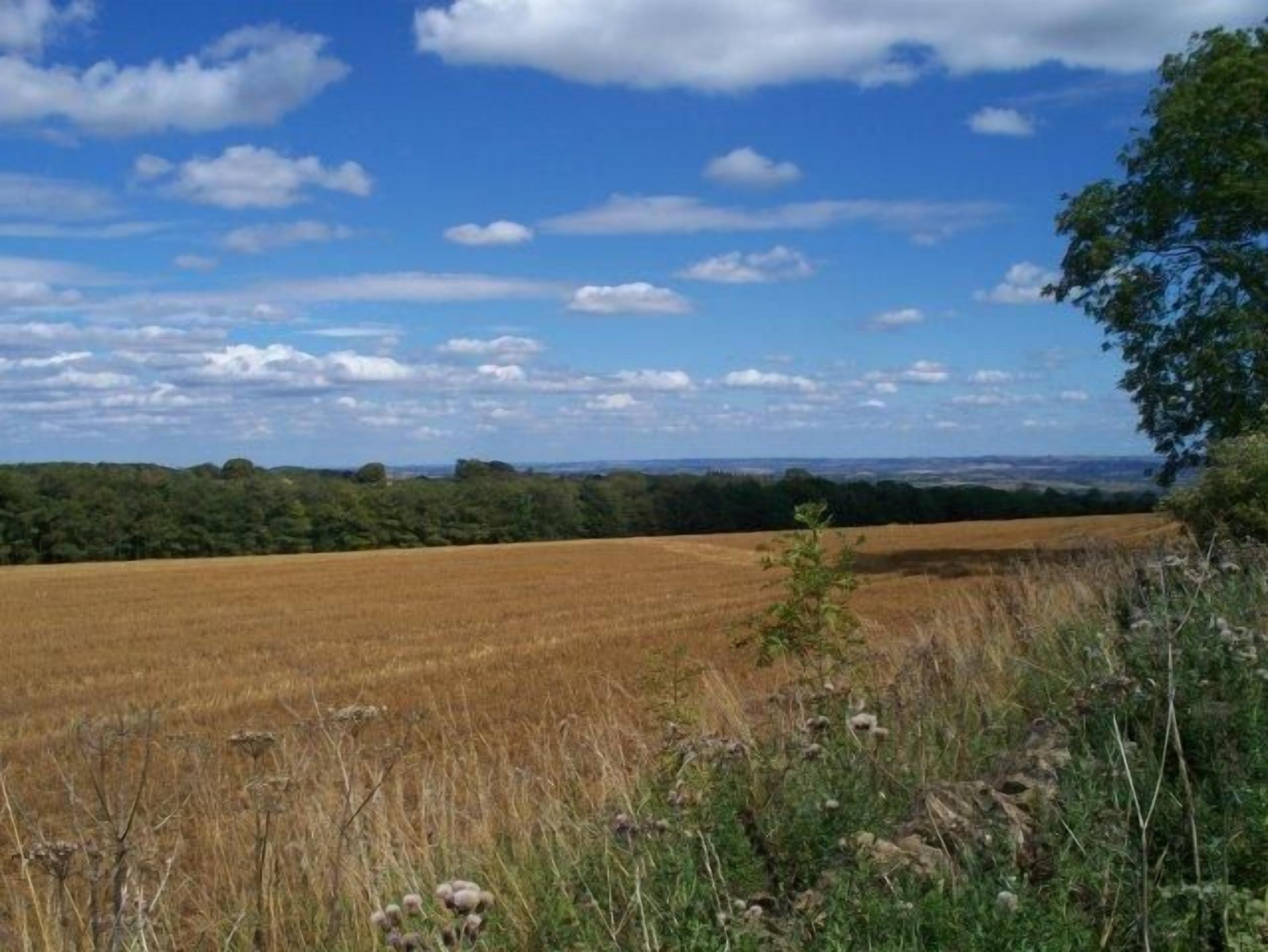 A field with a clear sky and distant trees.