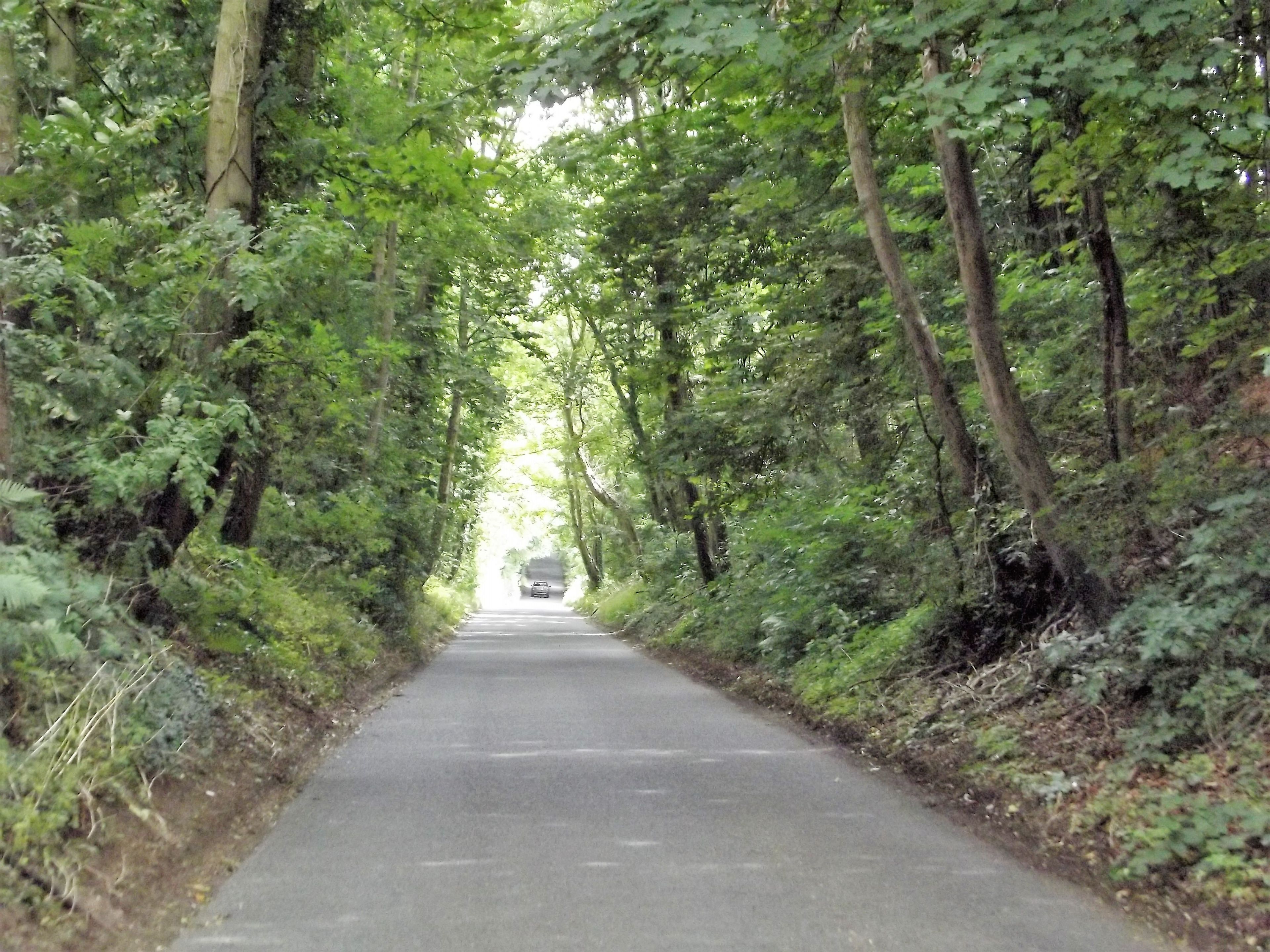Eine schmale, gepflasterte Straße, gesäumt von dichtem Grün, die in die Ferne führt.