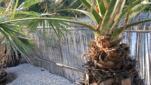 Una palmera con un denso grupo de raíces y una valla de bambú al fondo.