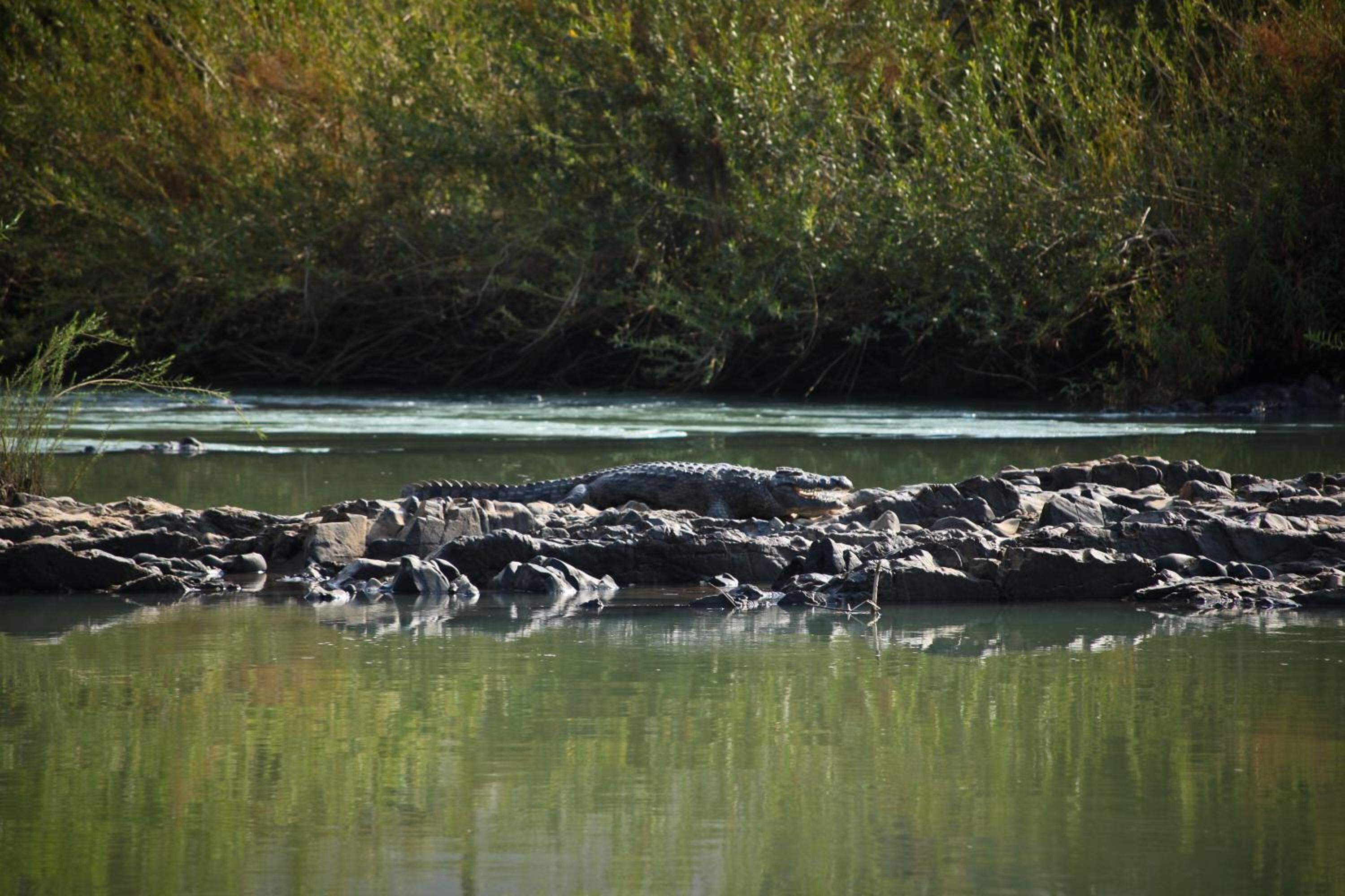Un fiume con rocce e vegetazione sullo sfondo.