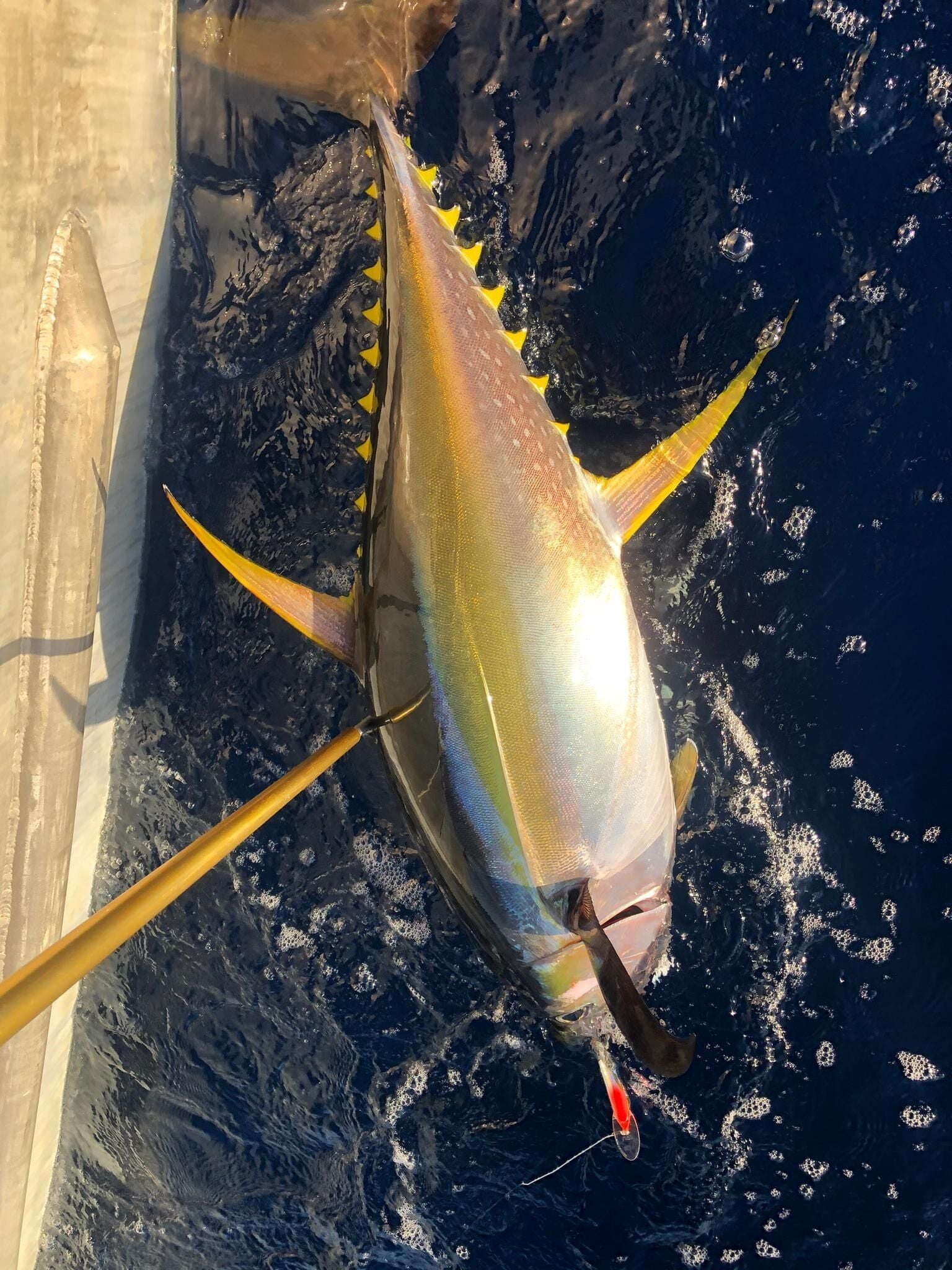 A large fish, possibly a tuna, on a boat with a clear view of the ocean and distant islands.