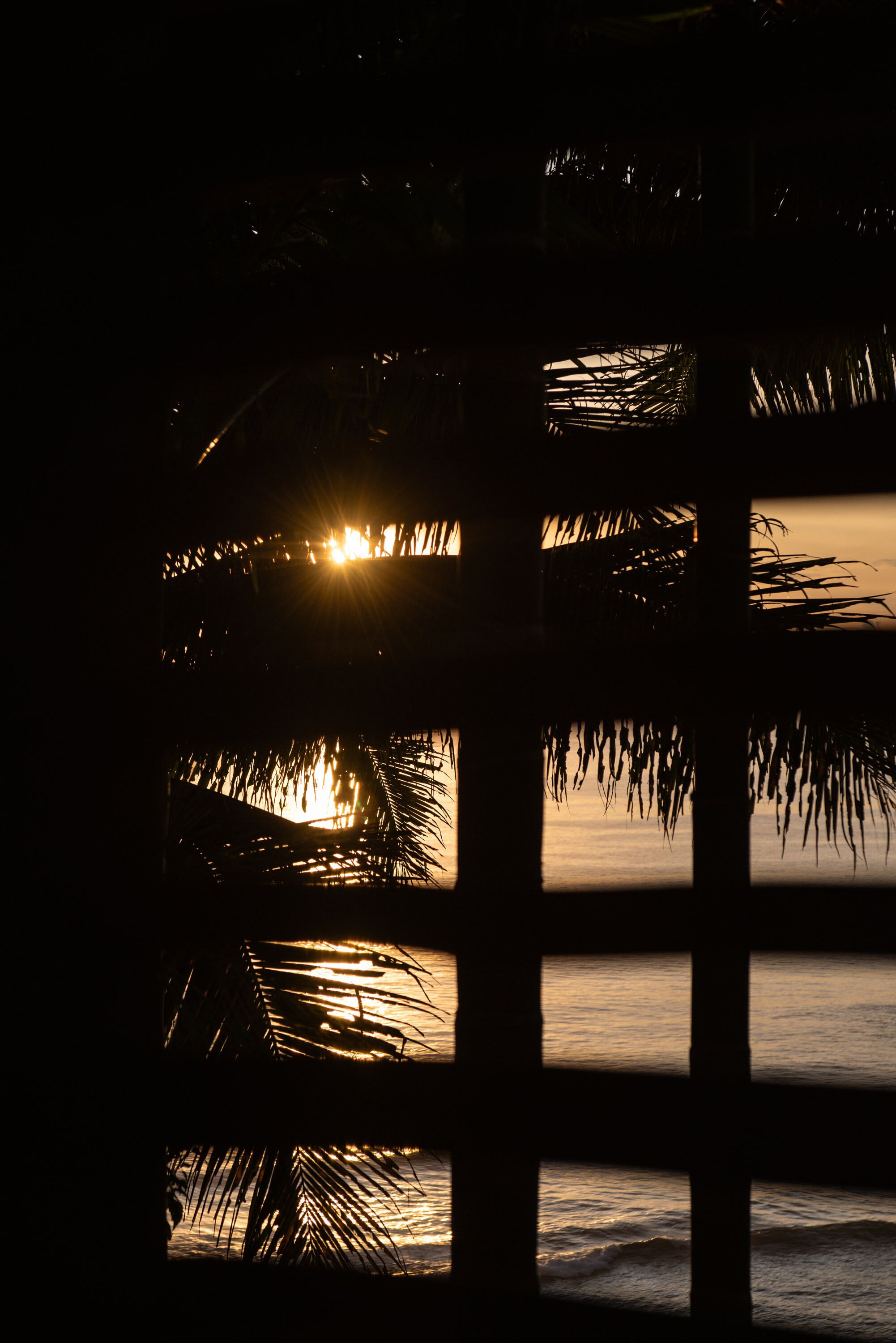 A view through a window with palm leaves, a sunset, and a body of water.
