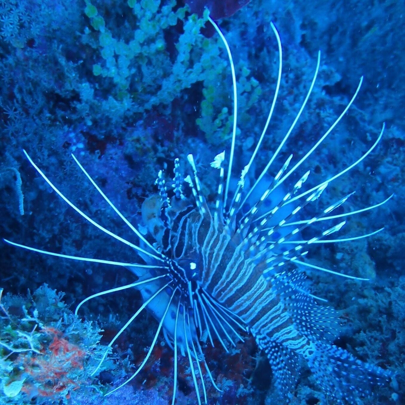 A lionfish with long, white, needle-like fins in an underwater setting.