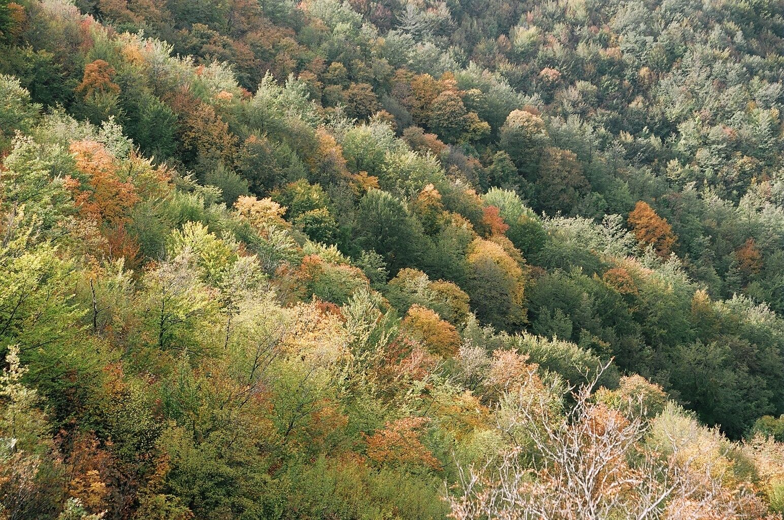 A dense forest with a variety of trees in different stages of foliage.