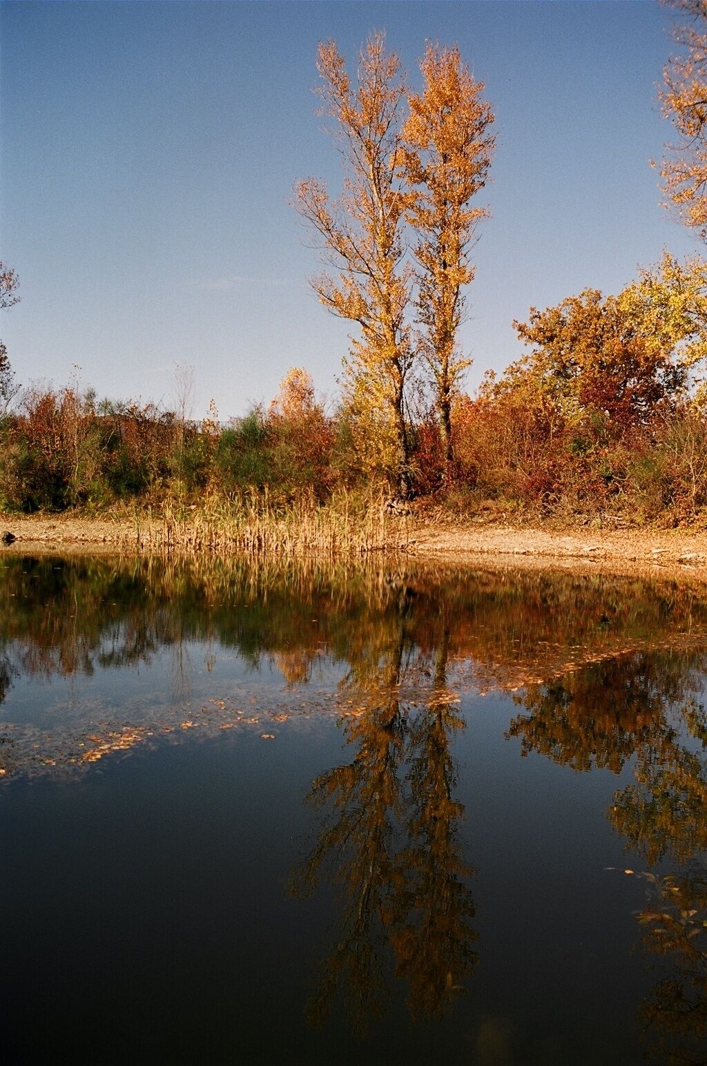 A calm body of water reflecting trees and a clear sky.