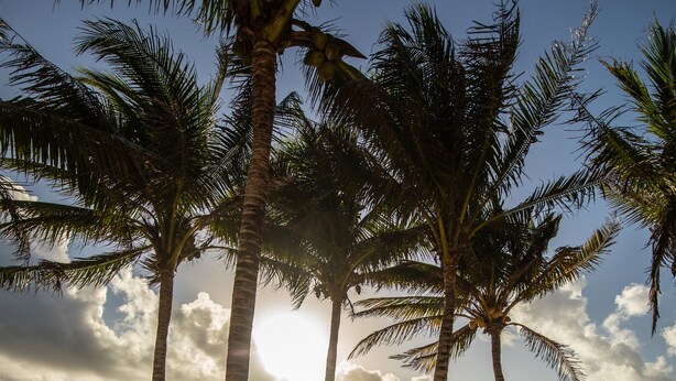 A wooden deck leading to beach chairs and umbrellas, palm trees, and the ocean. - Hotel & Beach Club Ojo de Agua (Puerto Morelos)