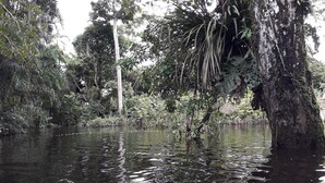A natural water body surrounded by dense vegetation and trees. - Alojamiento y tour en la Amazonia (Lago agrio)