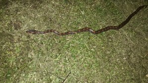 A snake on a grassy surface. - Alojamiento y tour en la Amazonia (Lago agrio)