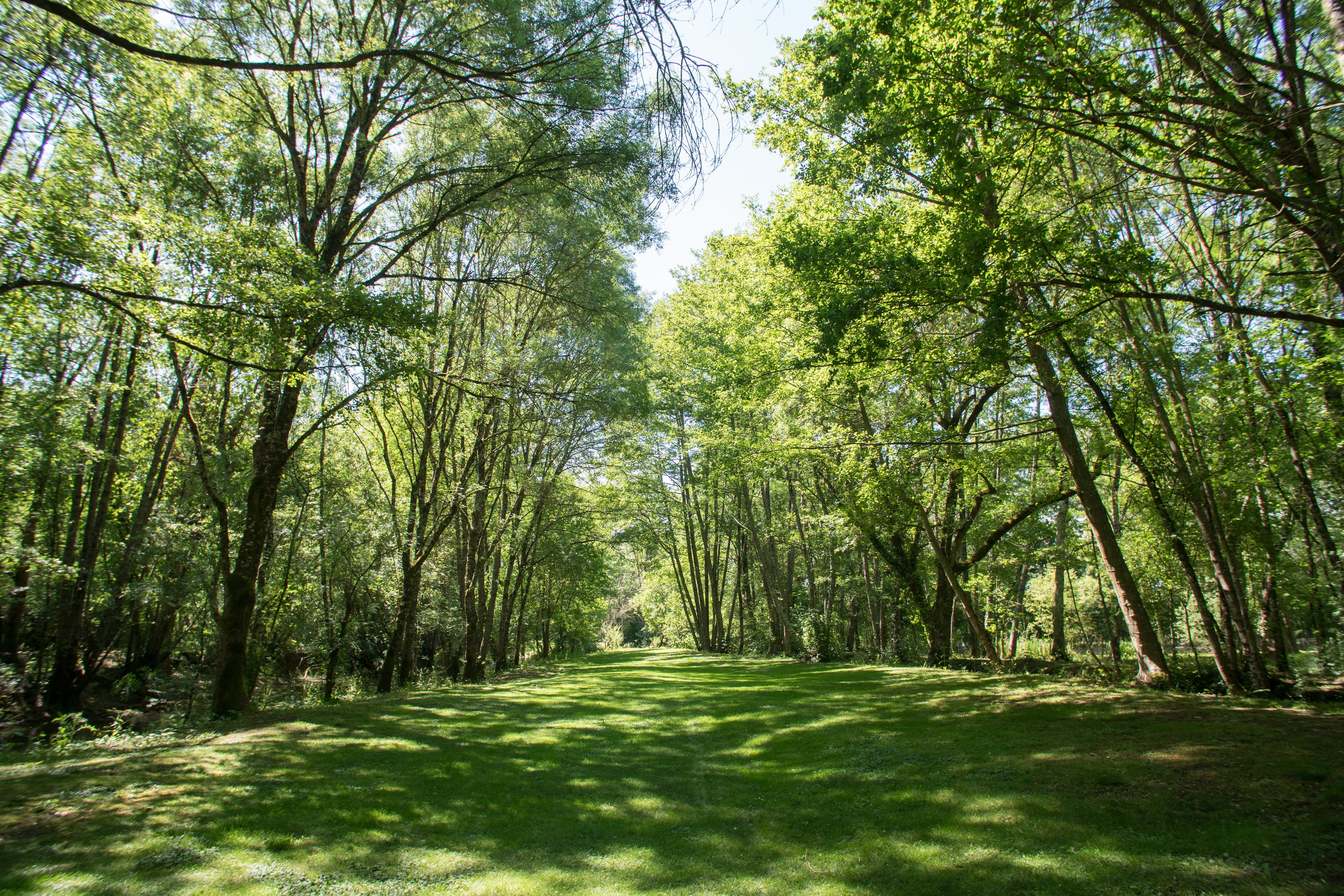 Ein bewaldetes Gebiet mit einem deutlichen Weg durch die Bäume.