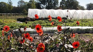 A greenhouse with transparent plastic coverings, surrounded by a garden with red flowers and green foliage. - Amsterdam Farm Lodge: group accommodation (Amsterdam)