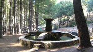 A stone fountain in a forested area with tall trees. - Tío Emilio Rural House for 15 people (Bienservida)