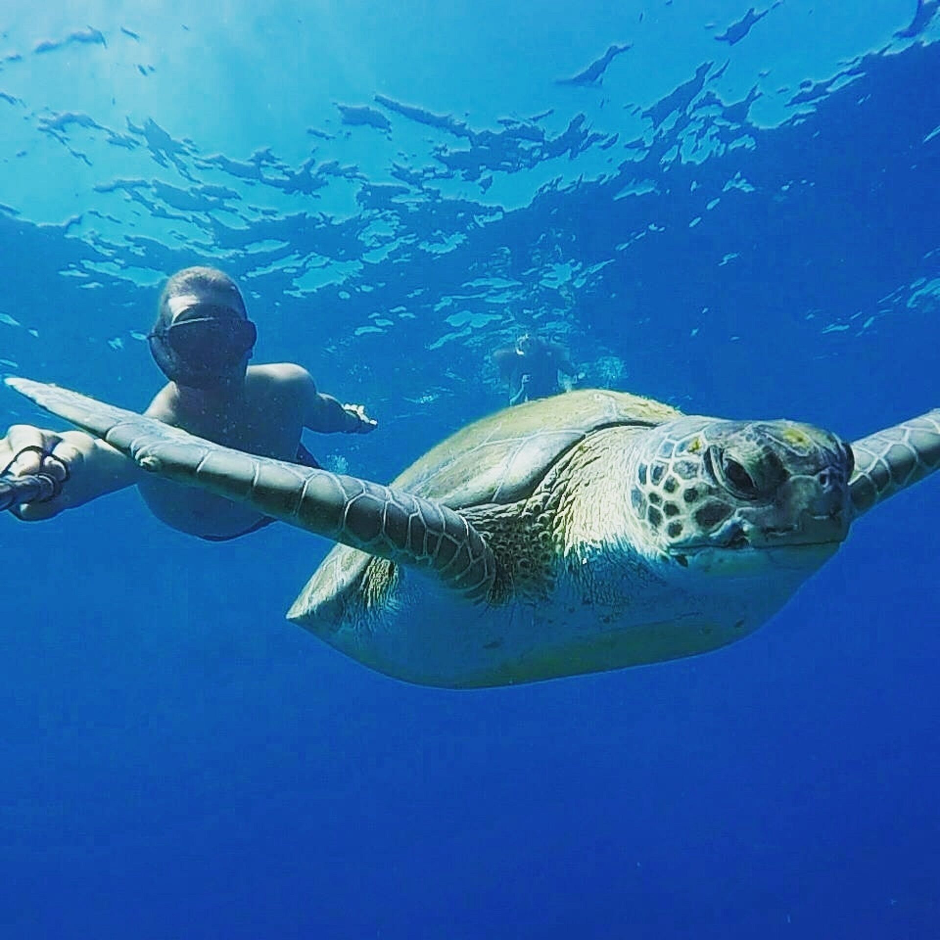 A diver swimming with a sea turtle.
