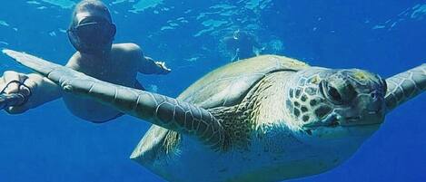 A diver swimming with a sea turtle.