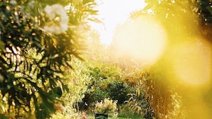 A pathway surrounded by lush greenery and a bench, leading to a shaded area.