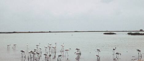 Sulla spiaggia, lettini da mare