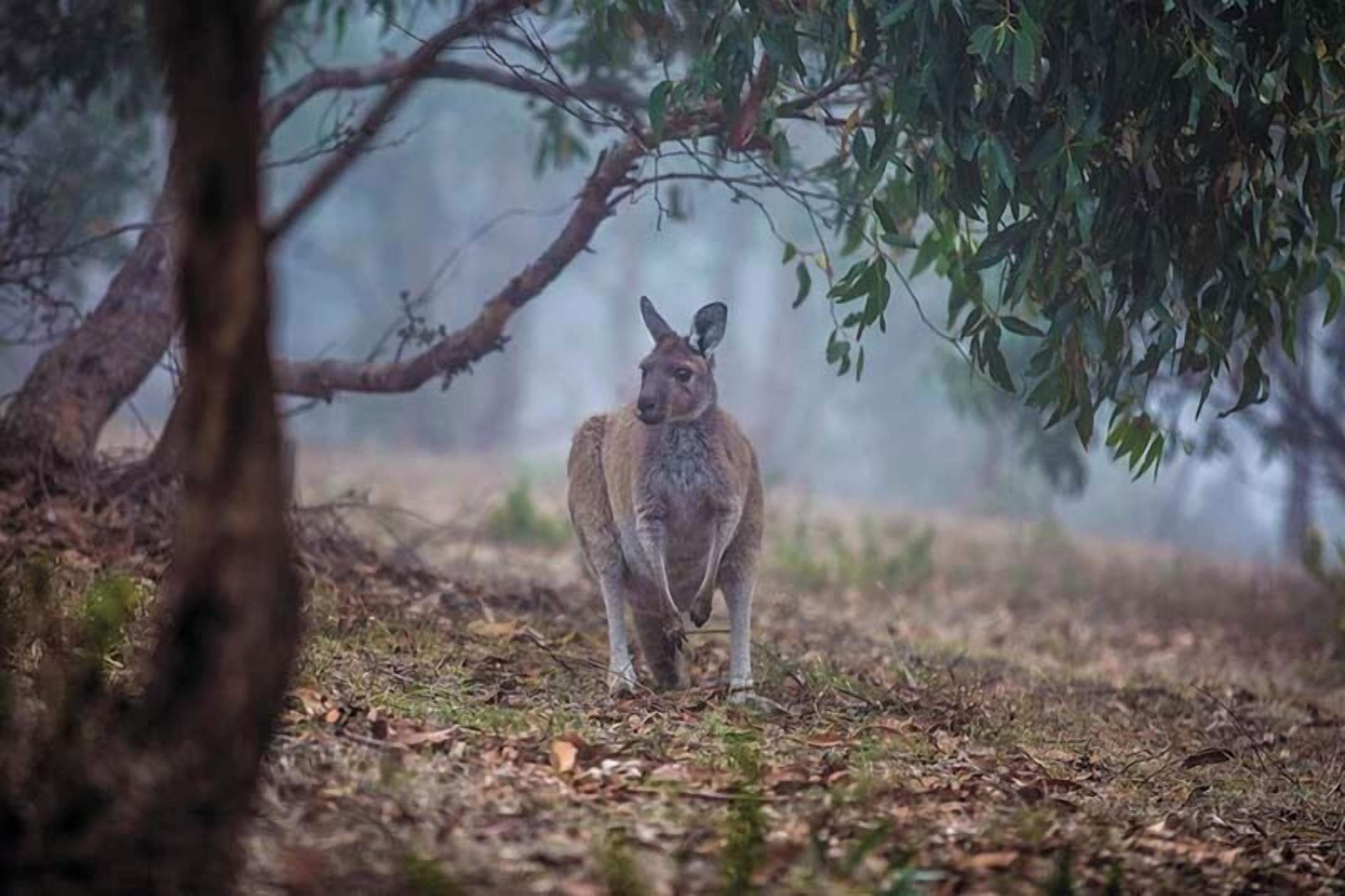 A kangaroo in a natural setting with trees and dry leaves.