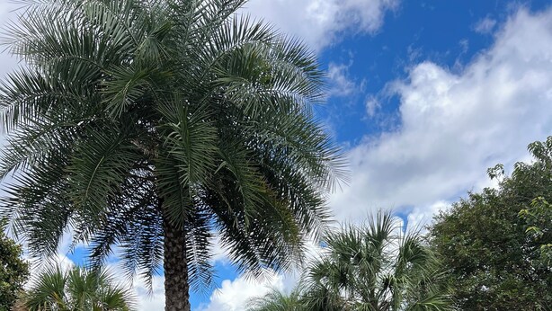 A landscaped garden with palm trees and various shrubs, a concrete pathway, and a white building in the background. - Palm House- Prime Setting and 5 Stars (Charleston)
