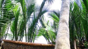 A row of tall palm trees with a large woven planter in the foreground. - Mercy Homestay - Experience Vietnam rural life (Individual) (Hội An)
