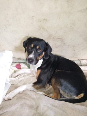 Un perro recostado en una cama con una colcha estampada.