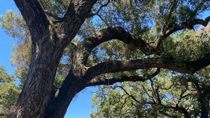 A large tree with a swing set and a bench in a park area. - Colony Haven in the Oaks (Atascadero)