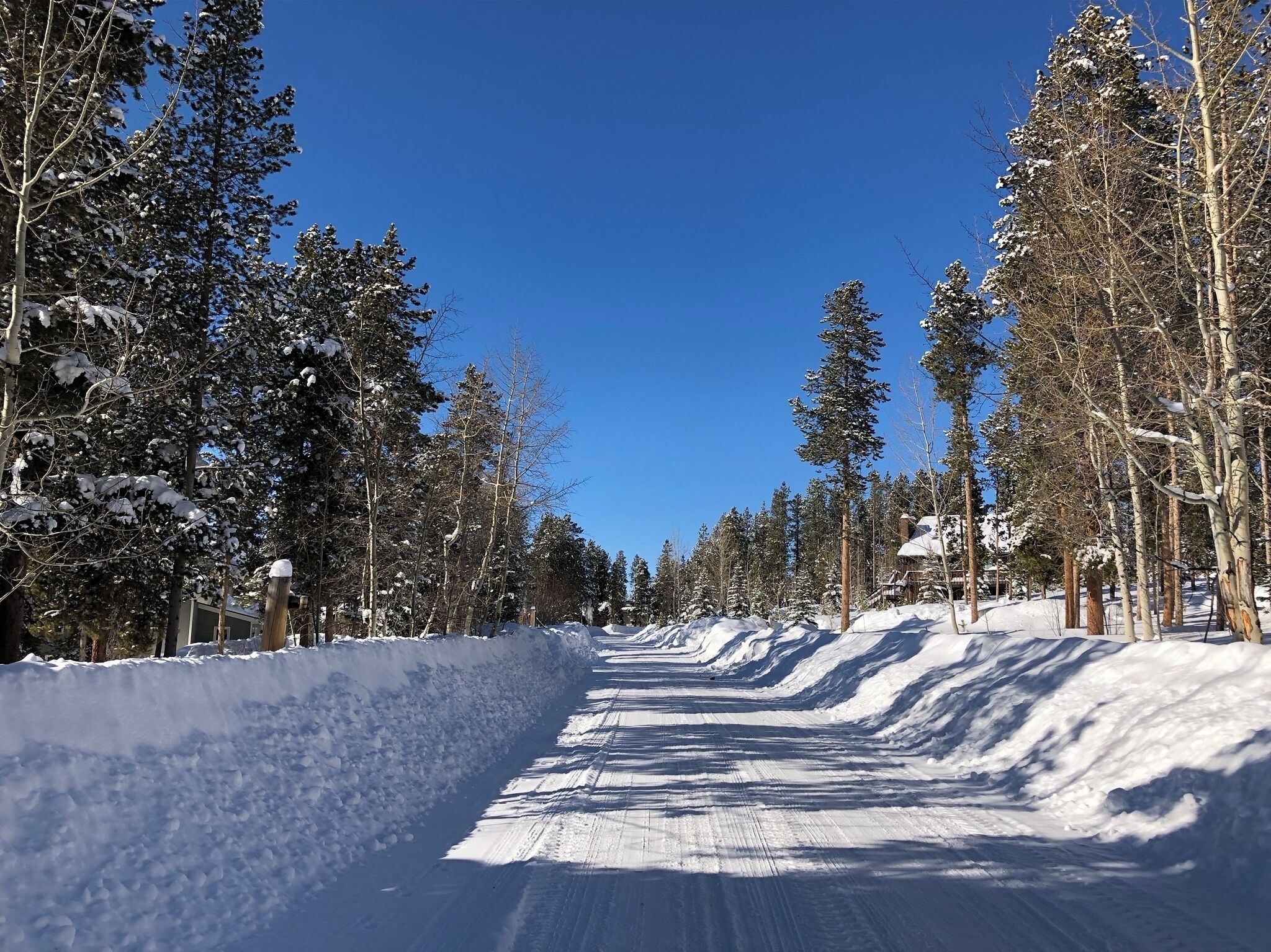 Une route enneigée bordée de grands arbres à feuilles persistantes, sous un ciel bleu dégagé.