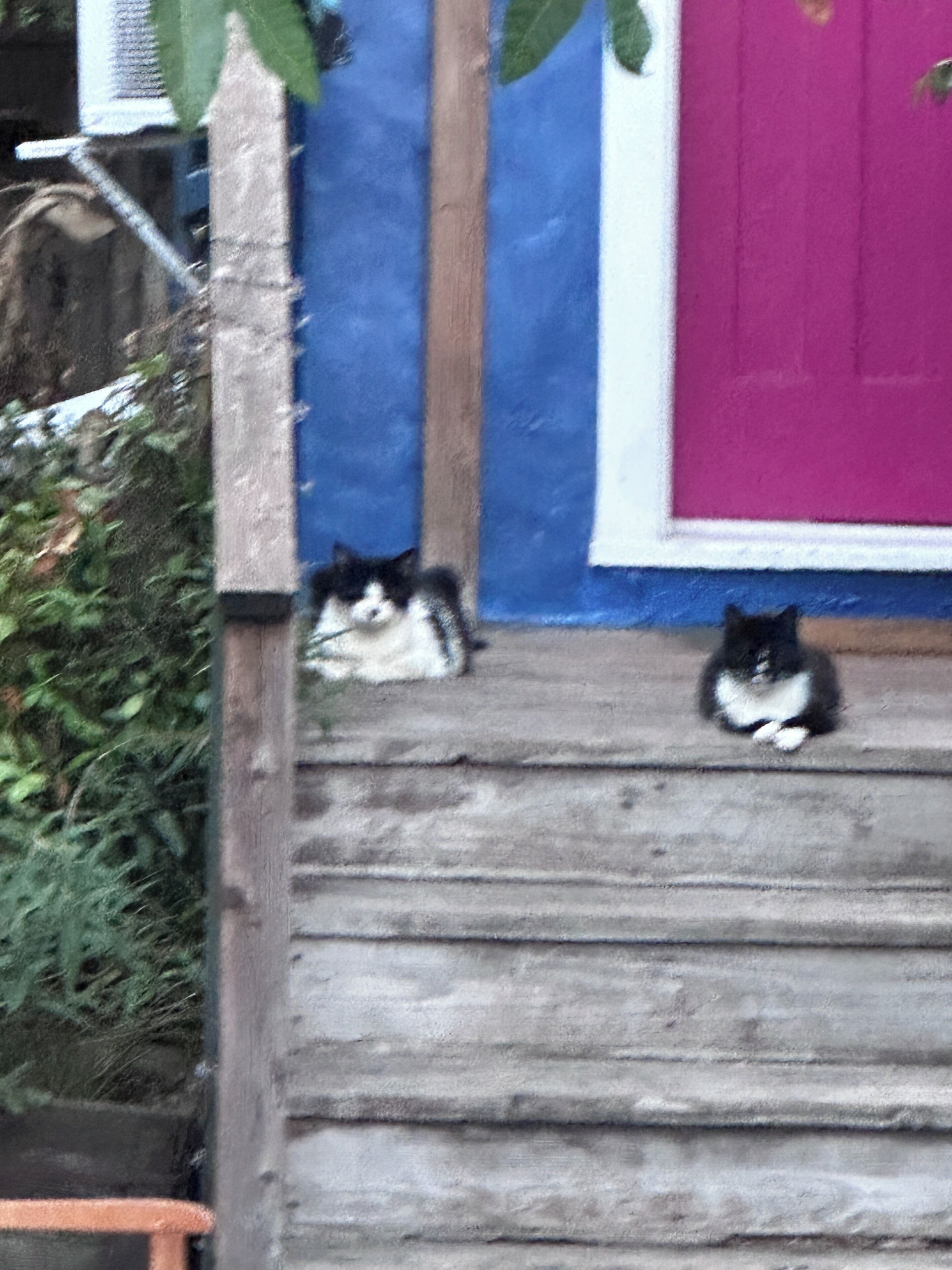 Un escalier sur lequel se reposent deux chats, menant à une porte dont le cadre est rose.