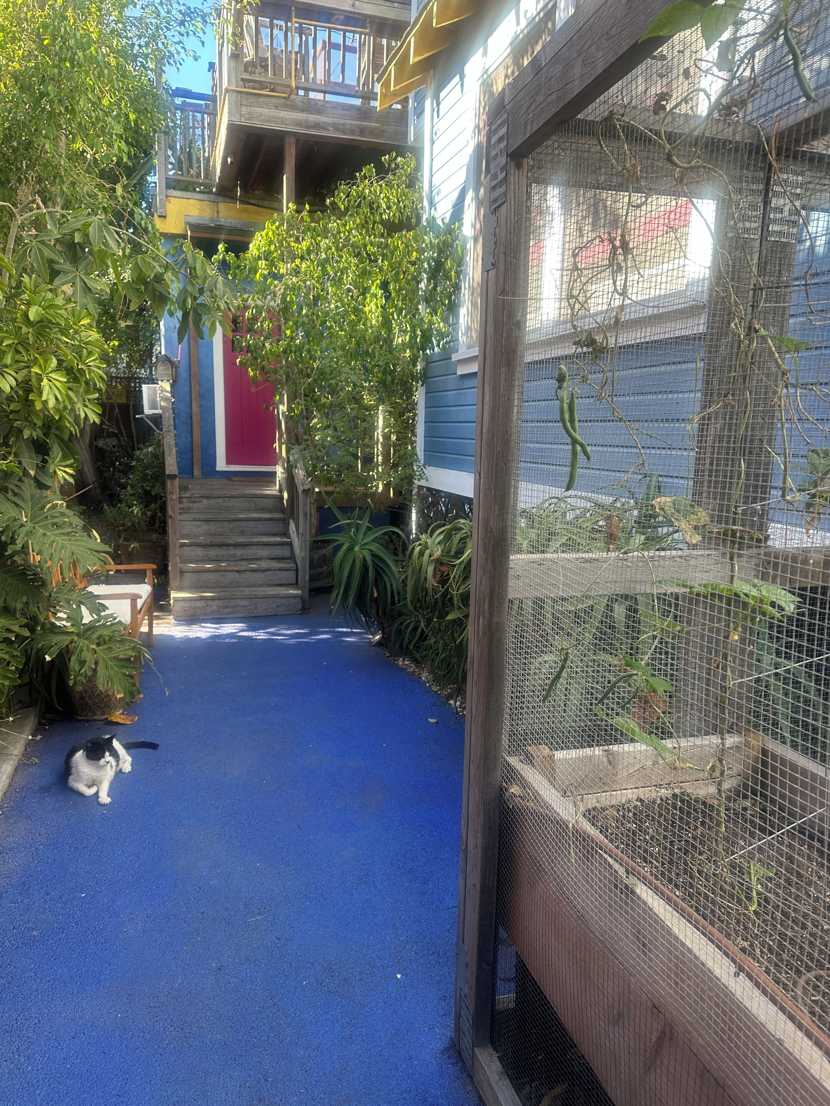 Un chemin bleu menant à un escalier en bois, entouré de verdure et agrémenté d’un chat.
