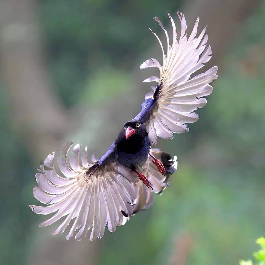 Un pájaro volando con las alas extendidas.
