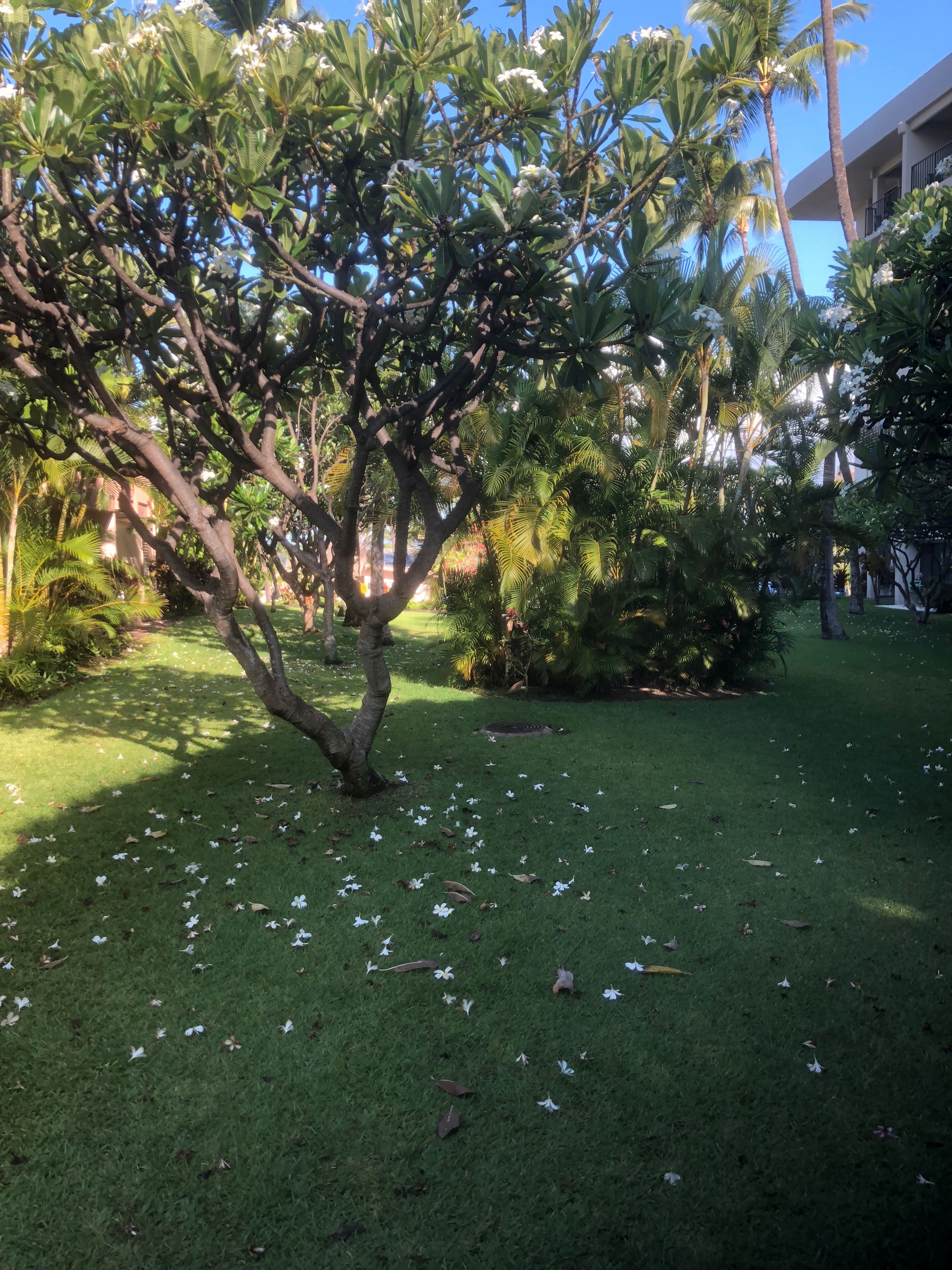 A tree-lined garden with a lawn, palm trees, and a building in the background.