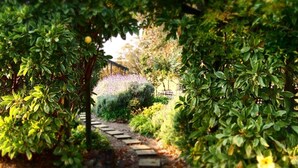 Un sendero en un jardín, rodeado de follaje exuberante y plantas con flores.