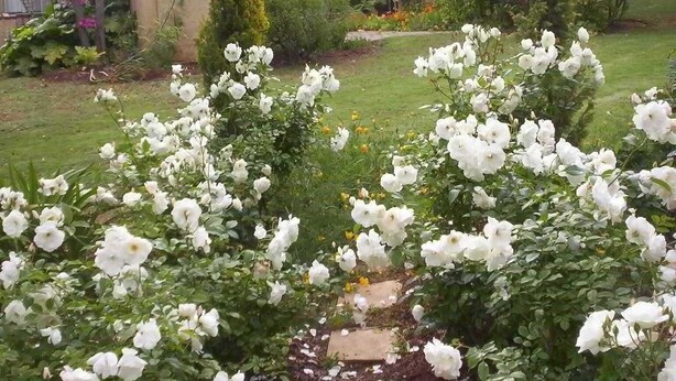 Um jardim com rosas brancas que leva a um edifício de design moderno e com varanda.