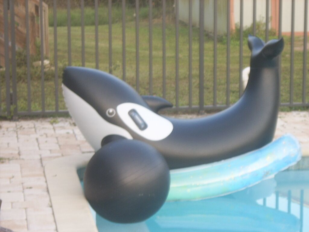 Una piscina con un flotador con forma de delfín.