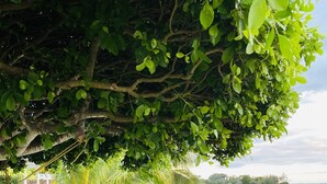 A beach with lush greenery and a clear view of the water. - Large villa Le Ficus by the sea with swimming pool (PAEA)
