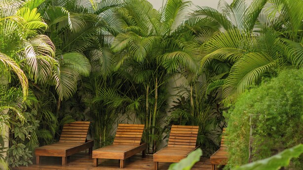 Una piscina con tumbonas de madera y exuberante vegetación tropical.