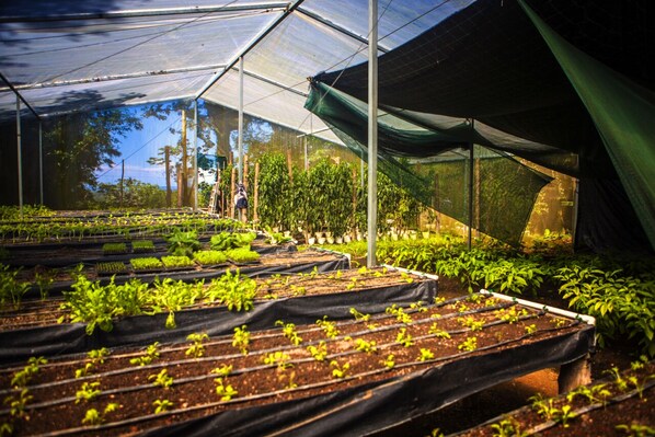 A greenhouse with rows of plants under a transparent roof, surrounded by trees.