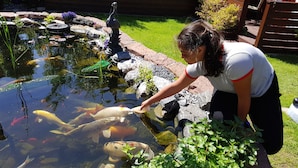 A pond with koi fish and a statue, surrounded by rocks and plants. - Ferie På Toppen (Skagen)