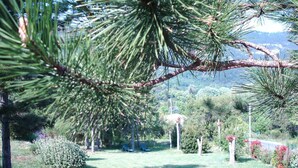 Un jardin avec un pin, de l’herbe et un banc.
