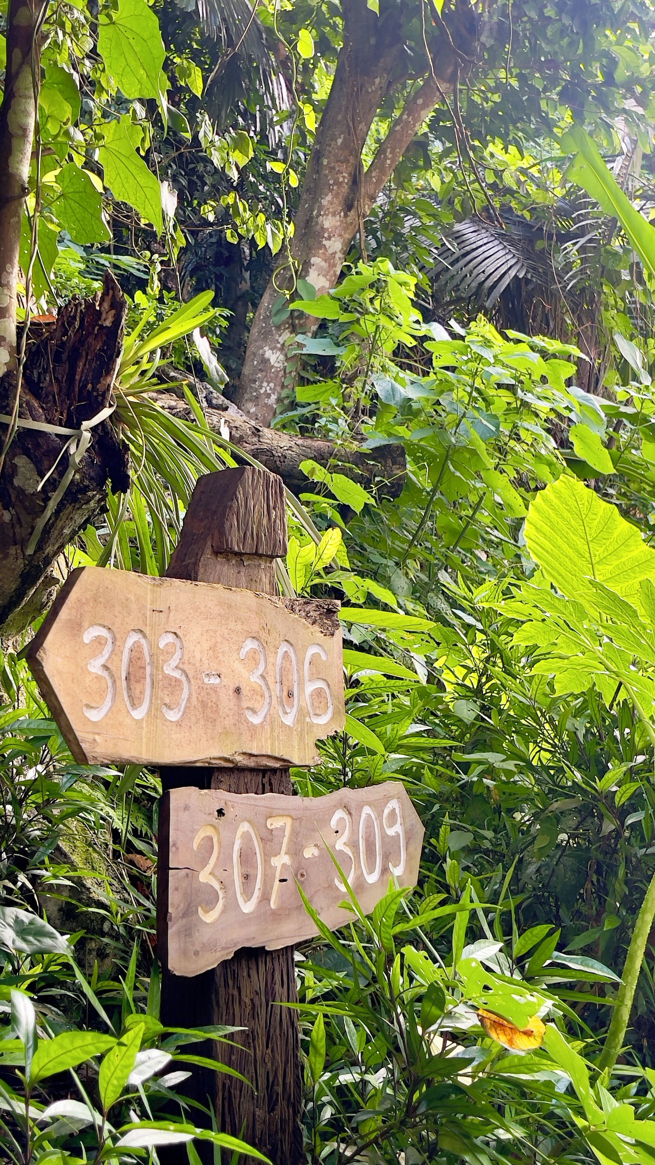 A wooden signpost with numbers 303-306 and 307-309 carved into it, surrounded by dense green foliage.