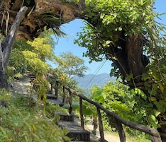 Uma escadaria de madeira cercada por vegetação exuberante e um grande tronco de árvore.