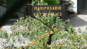 Naamplaatje voor vlindertuin Mariposasario, met een tuin vol goudsbloemen er voor.