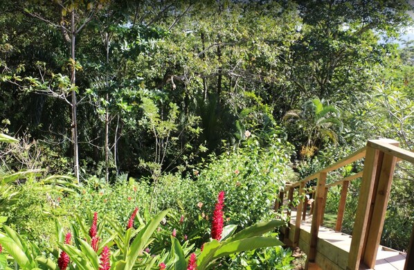 A wooden staircase leading up to a platform surrounded by lush greenery and various plants.