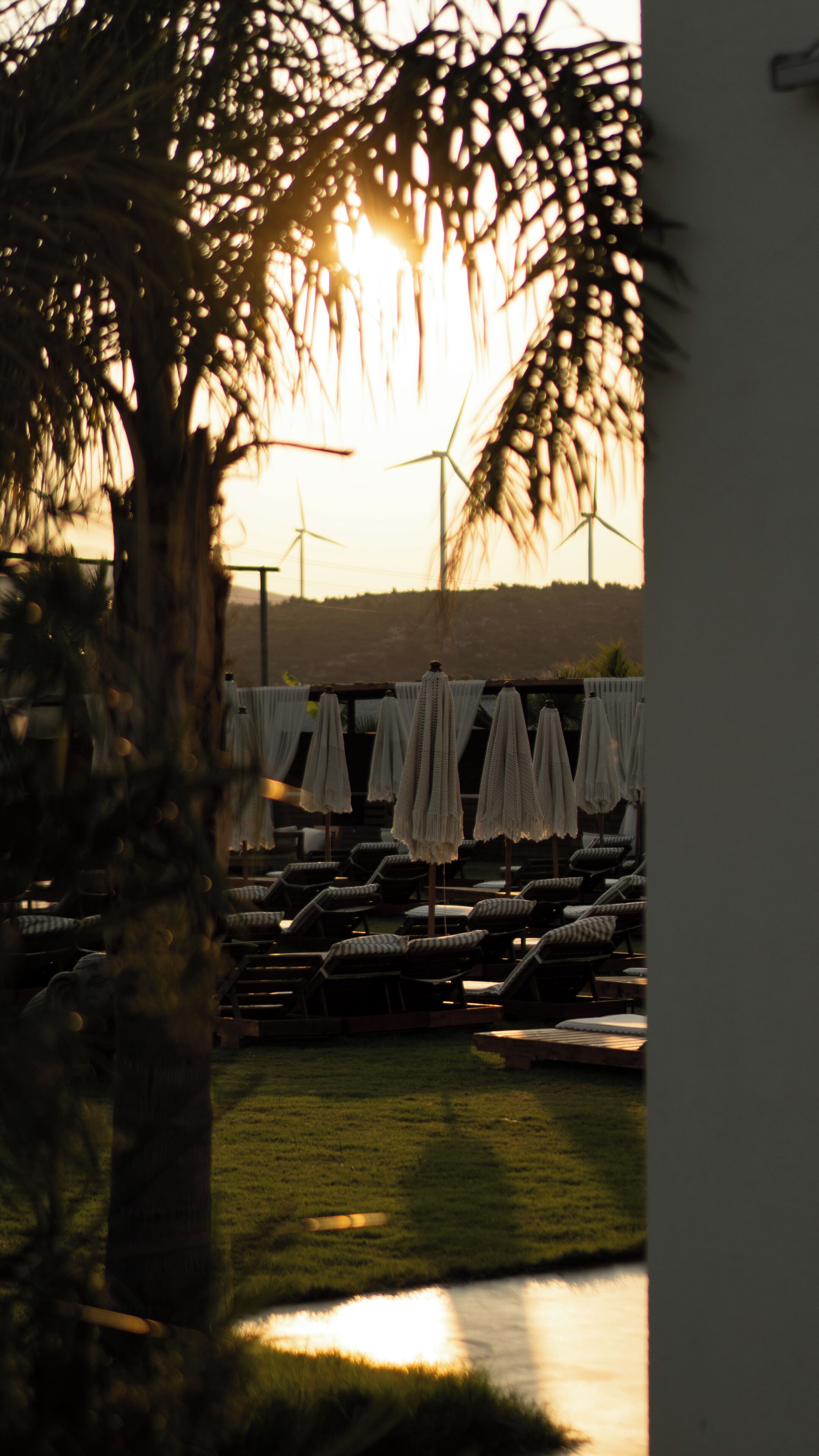 Vista de una zona junto a la piscina con sillones de descanso y sombrillas, una palmera y aerogeneradores al fondo.