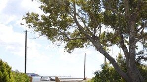 A grassy yard with a tree, a hose, and a fence. - House Near Sea - Andros (Andros)