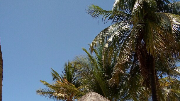 A beach with thatched umbrellas, lounge chairs, and palm trees.