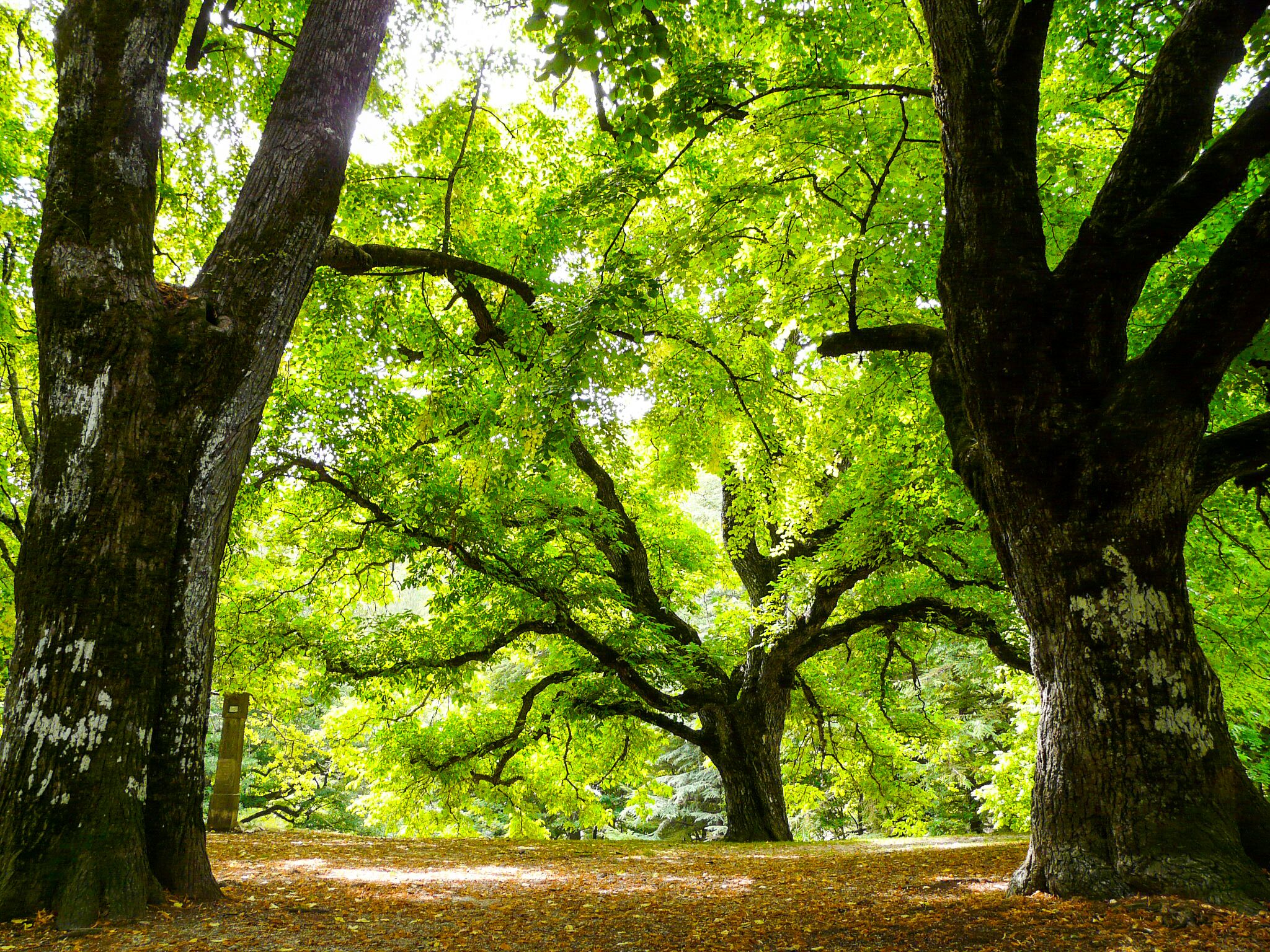 Una foresta con alberi imponenti e un sentiero.