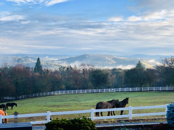A fenced horse paddock with two horses, surrounded by trees and a mountain range in the background. - Private Loft above the barn on horse ranch (Pilot Hill)