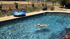 Une piscine où un chien nage, entourée de plantes en pot et d’un anneau gonflable bleu.